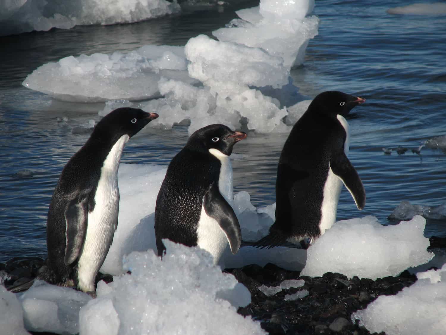 A small huddle of Adélie penguins, Antarctica. Image: Lin Padgham