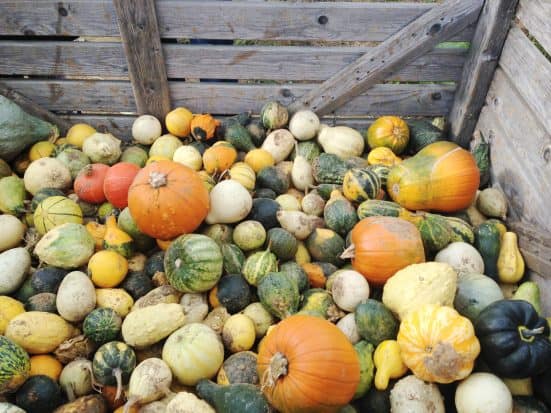 hubbub_pumpkin-rescue_pile-of-pumpkins-2