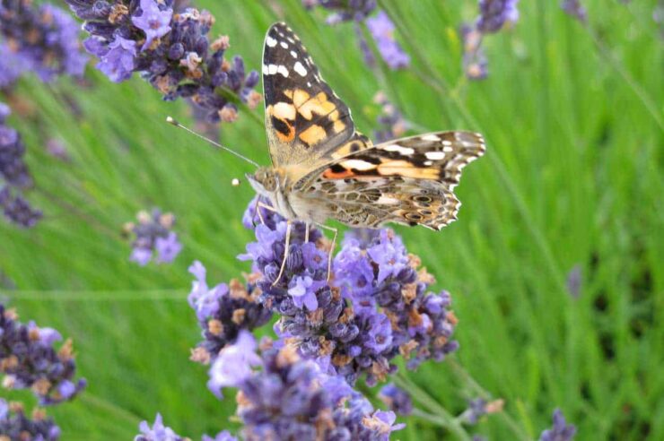 Image for The nature reserve that social media built