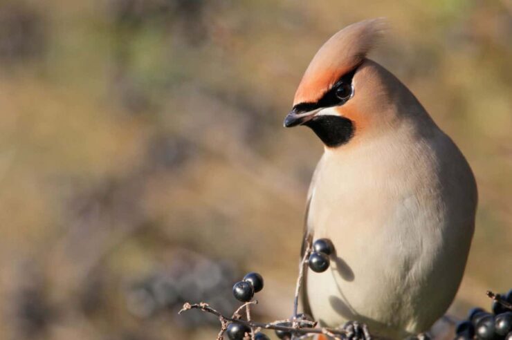 Image for Wildlife-friendly gardening causes ‘boom’ in bird sightings in UK