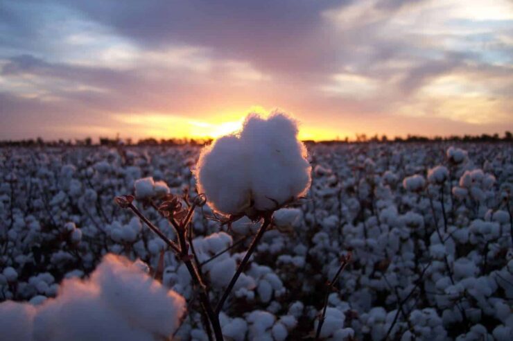 Image for Global coalition aims to make sustainable cotton the norm