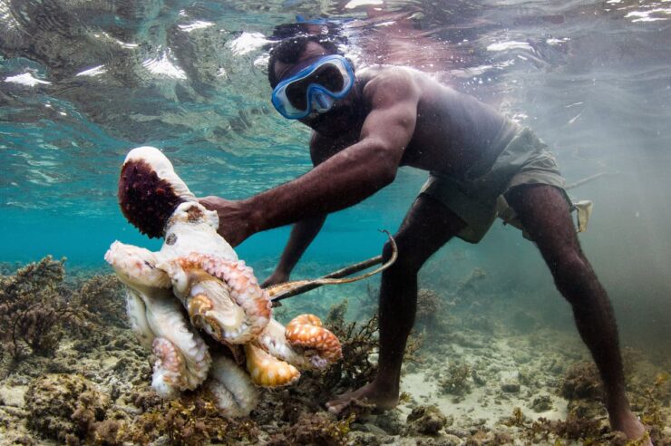 Image for ‘Octopuses tell people good conservation stories’