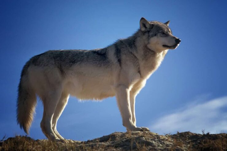 Image for A pack of wild wolves roams Denmark for the first time in 200 years