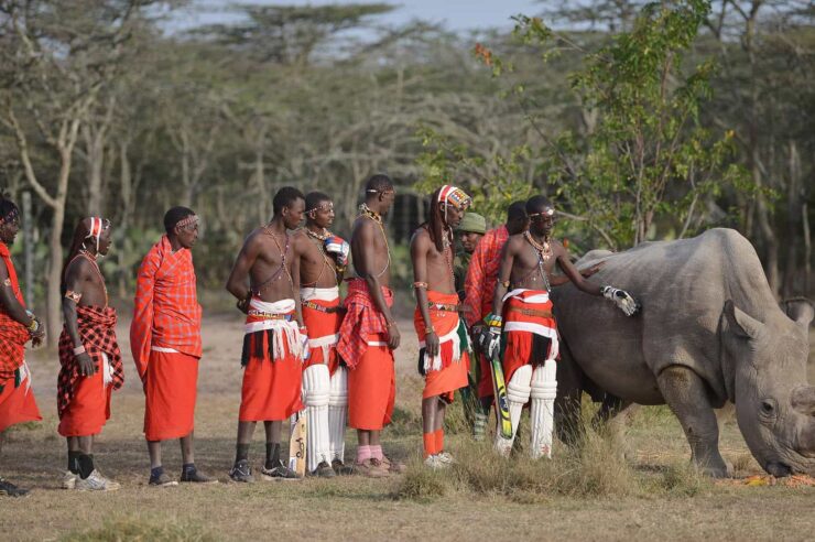 Image for Maasai men stand up for the last male rhino of its kind