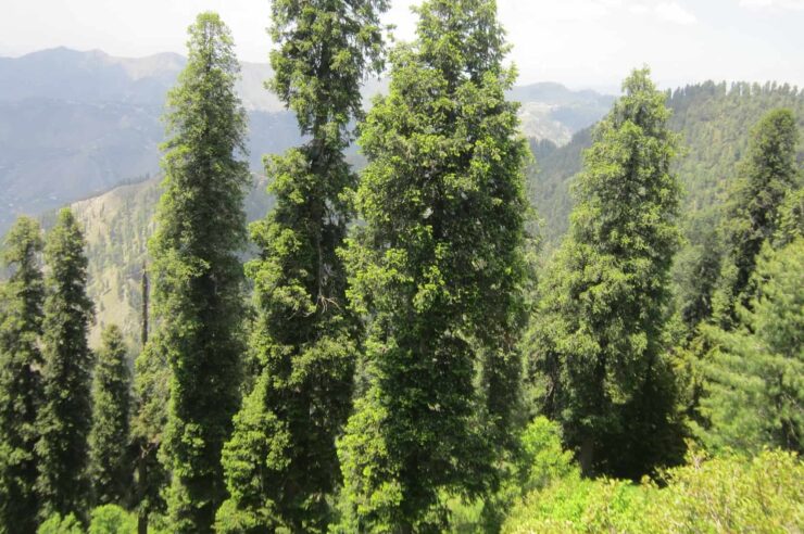 Image for 1bn trees planted in Pakistan in a bid to slow the effects of climate change