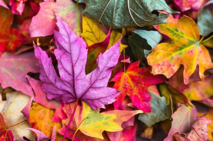 Image for 4 ways to help nature in your garden this autumn