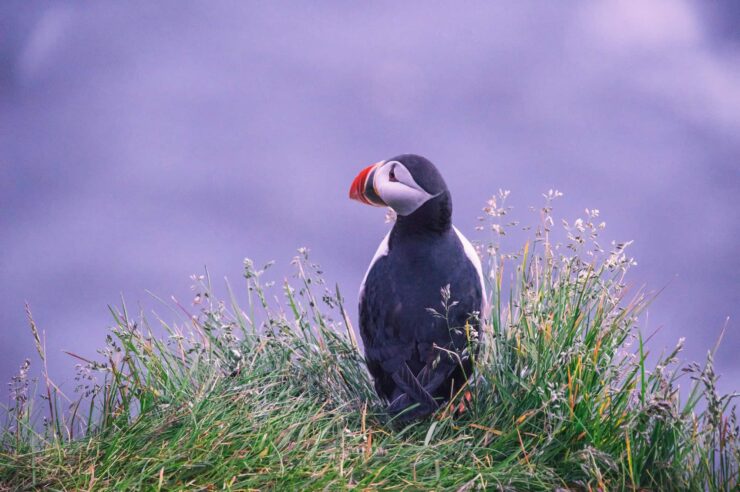 Image for UK coastal seabird haven is made a marine special protected area