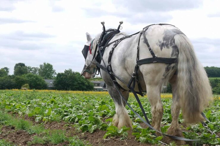 Image for Life in the slow lane: horse-drawn farming