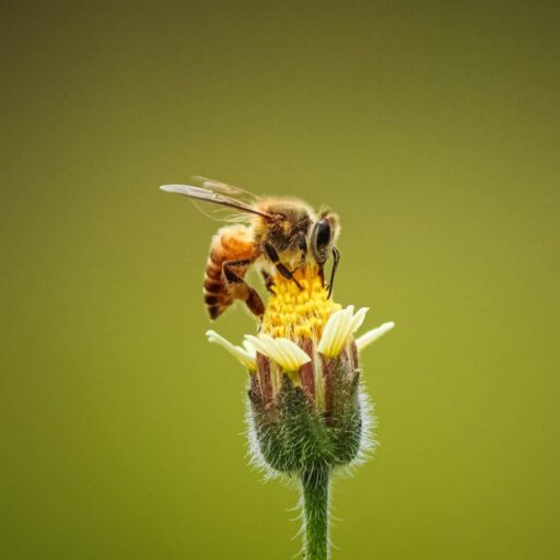 Biodiversity