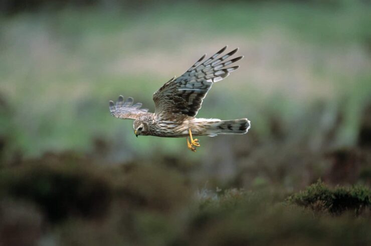 Image for The teen conservationist with a plan to save hen harriers from persecution