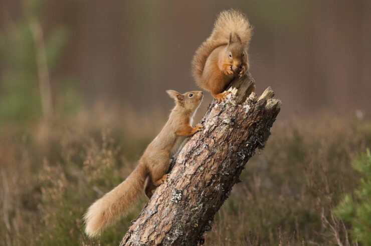 Image for Seeing red: success for native squirrel relocation plan