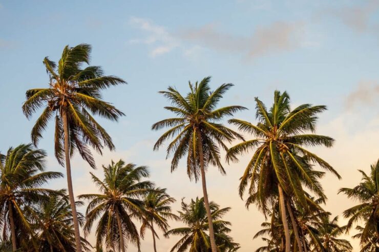 Image for How to survive climate change: a lesson from Hurricane Maria