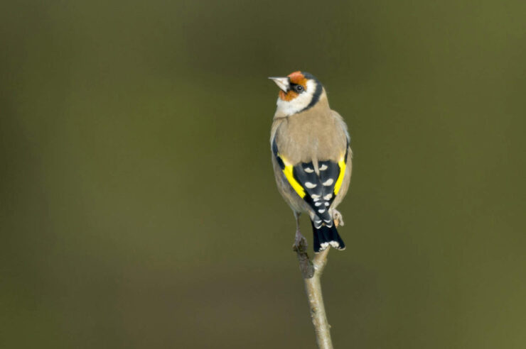 Image for A golden year for the goldfinch revealed in annual UK bird count