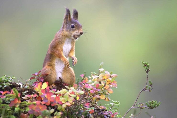 Image for People-powered campaign launched to return red squirrels to the Scottish Highlands