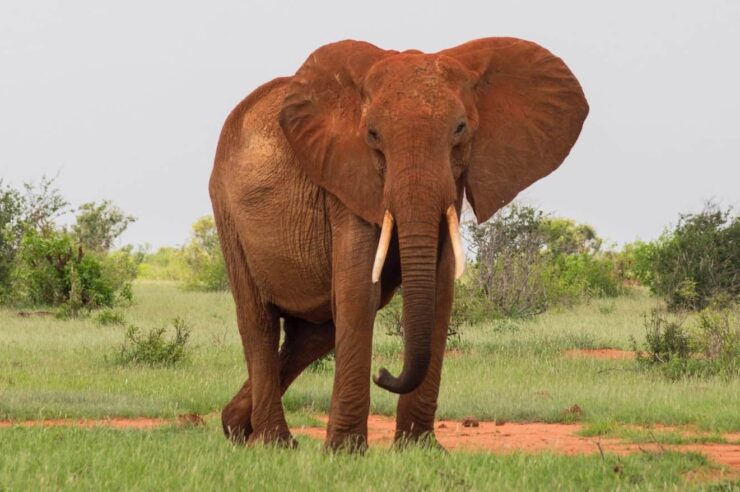 Image for UK to introduce ‘tough’ ban on ivory sales to protect elephants