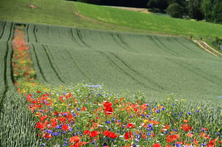 Image for Out with pesticides, in with wildflowers