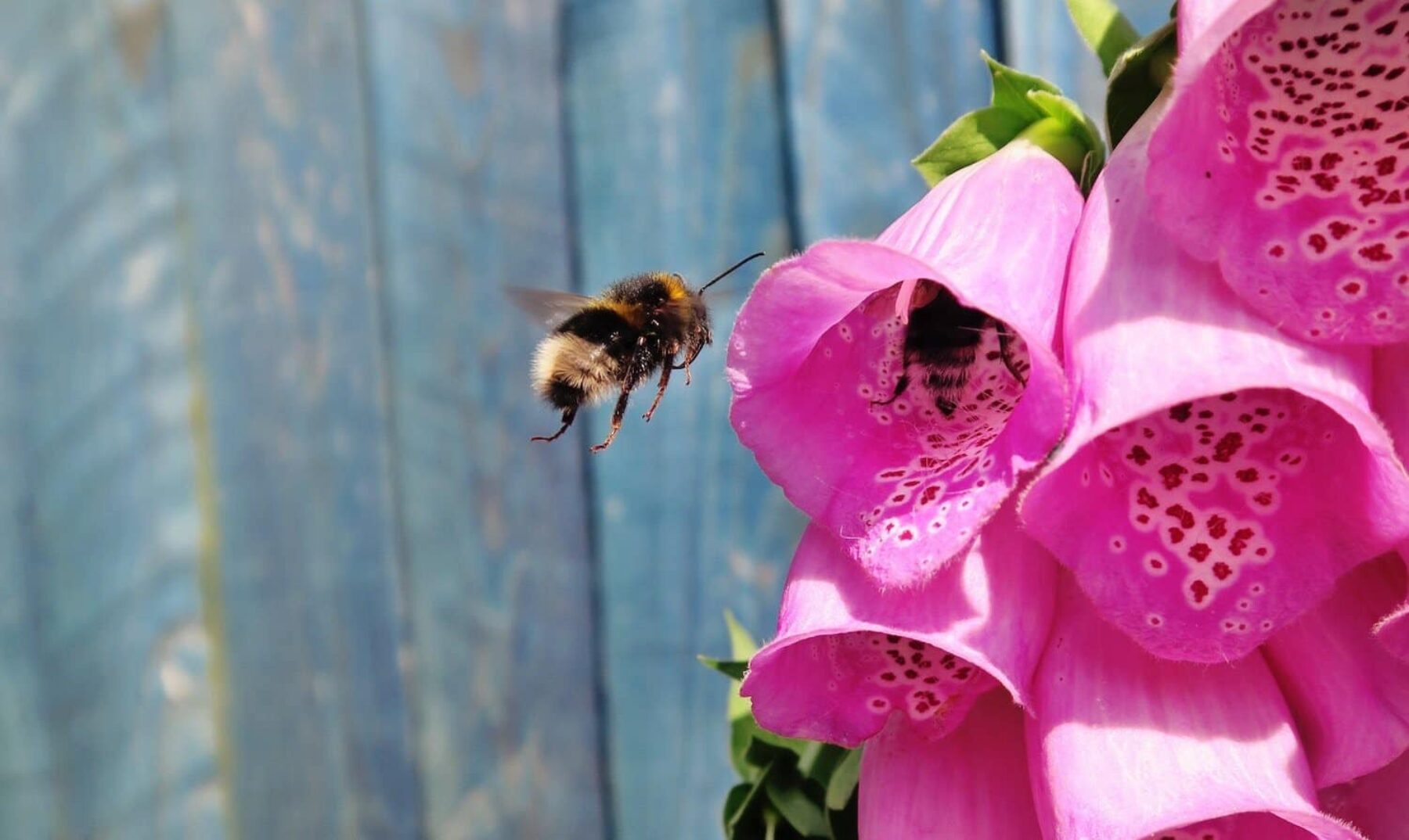 Image for Five ways to make your garden or green space more bee-friendly