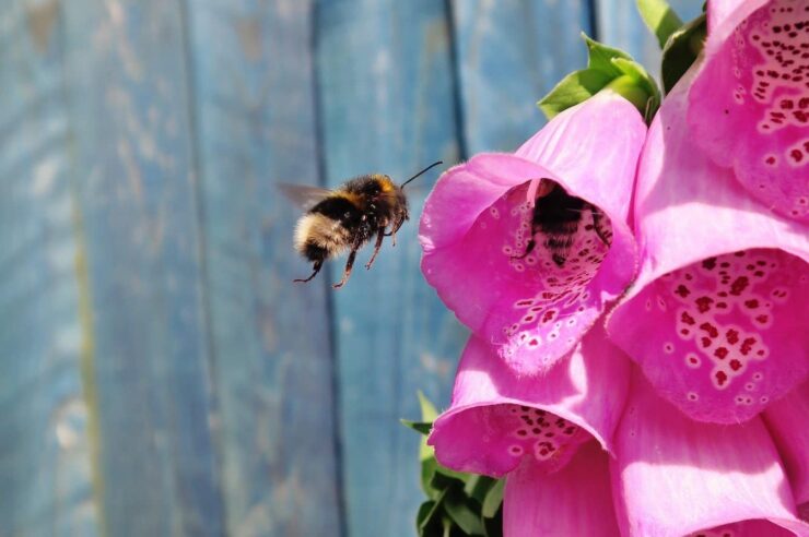 Image for Five ways to make your garden or green space more bee-friendly