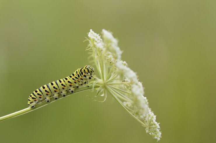 Image for The magic of UK summer wildlife: eight species to look out for