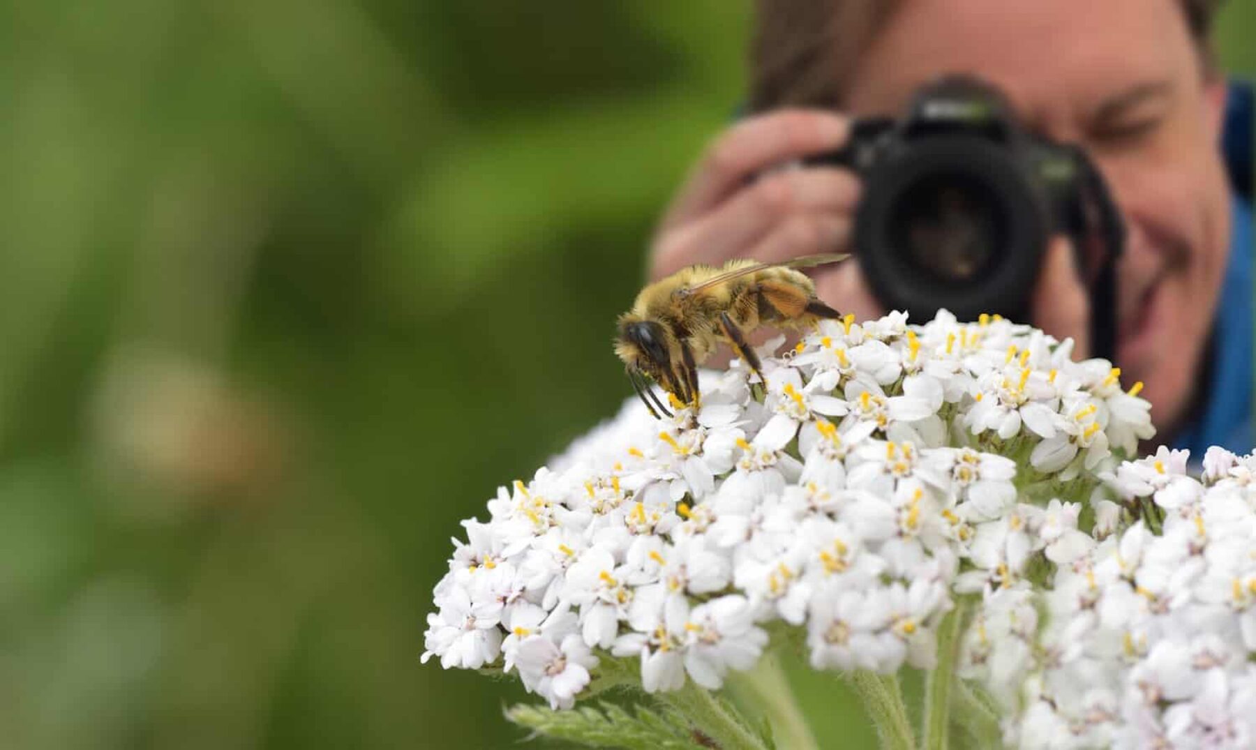 Image for Why I love bees: five enthusiasts spill the buzz