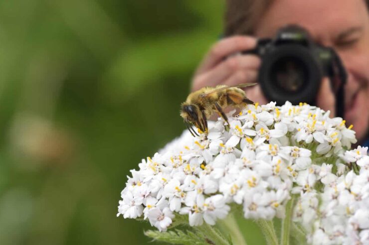 Image for Why I love bees: five enthusiasts spill the buzz