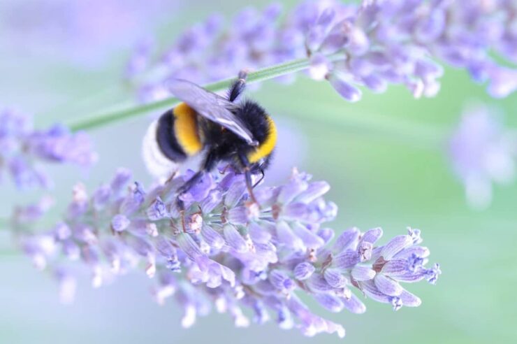 Image for Buzzing for the big count: putting the bee back in Britain