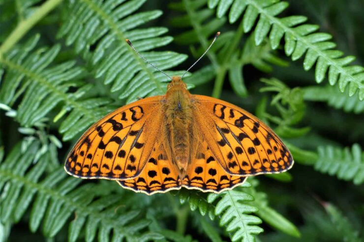 Image for Dry weather proves a boost for UK’s most endangered butterfly