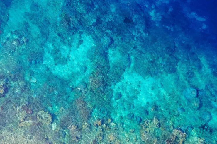 Image for Belize praised for ‘visionary’ steps to save coral reef