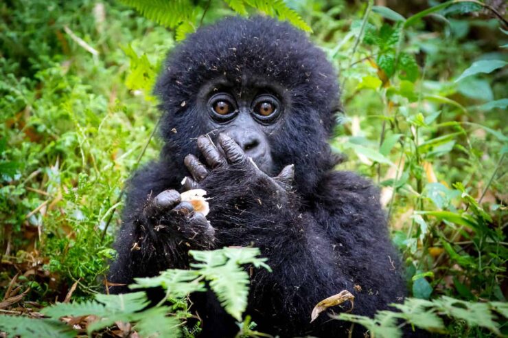 Image for Mountain gorilla numbers rising despite big challenges