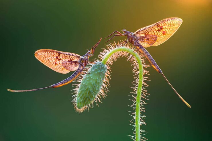 Image for Nature in close-up: the beauty of garden wildlife