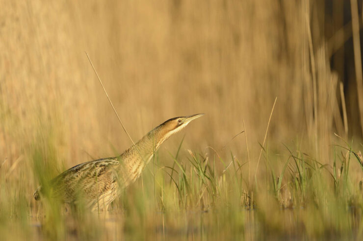 Image for ‘These charismatic birds are recovering from the brink of extinction’