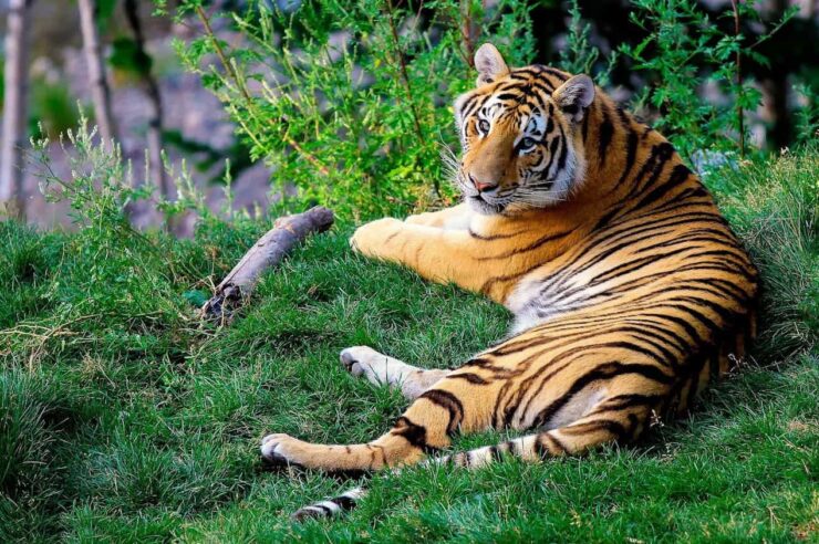 Image for Tiger population in Nepal ‘almost doubles’ in size