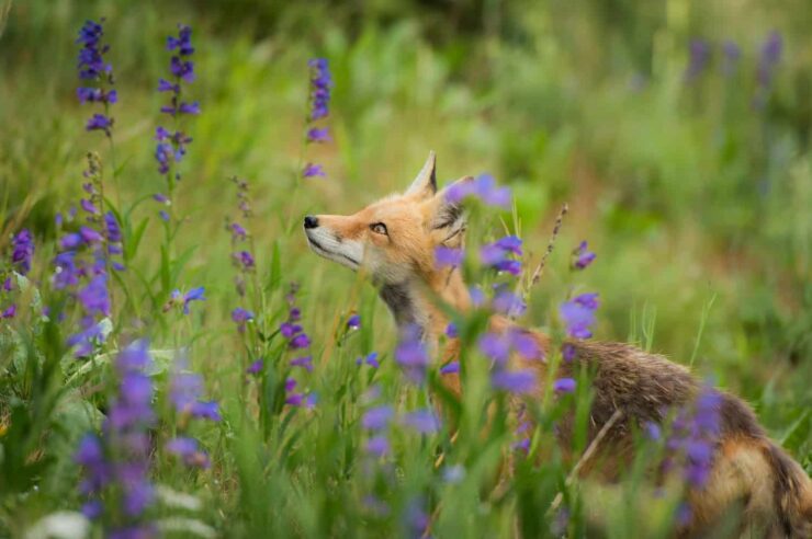 Image for Thousands march in London to demand pro-wildlife policies