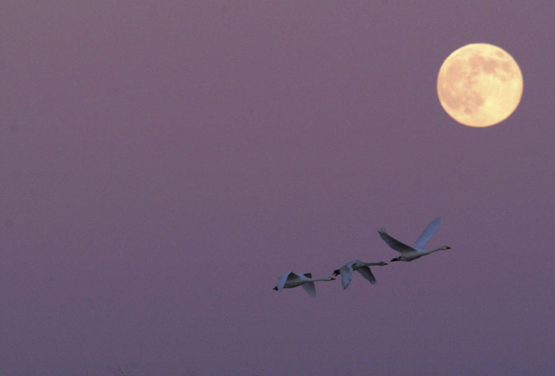 Image for Amazing autumn bird migrations