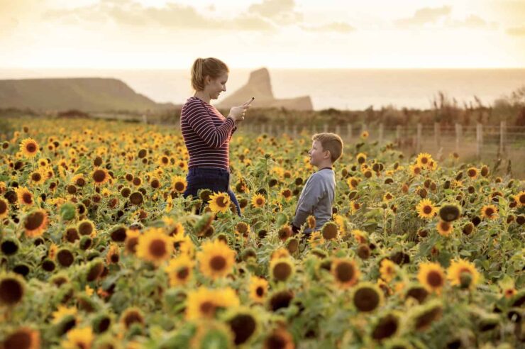 Image for Return to strip-field farming creates wildlife haven