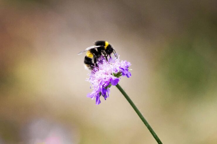 Image for Crowdfunding flower power in Wales