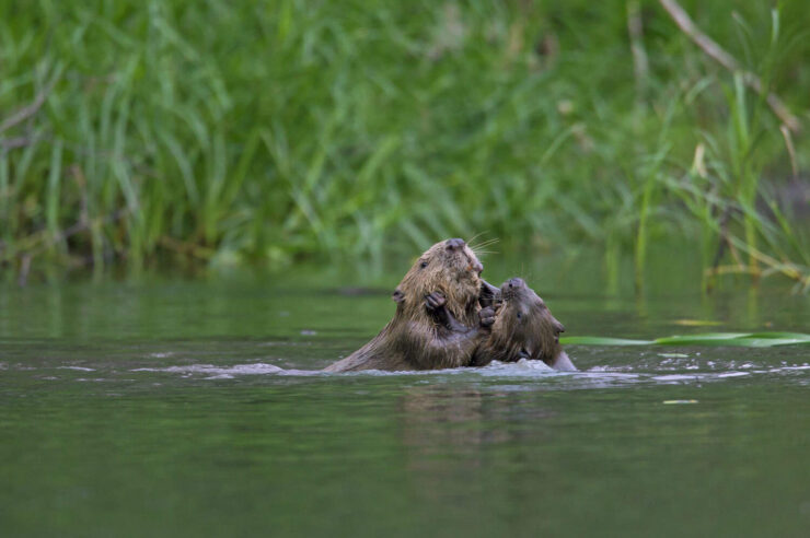 Image for Dam it! Furry engineers stage a comeback in the Wye Valley