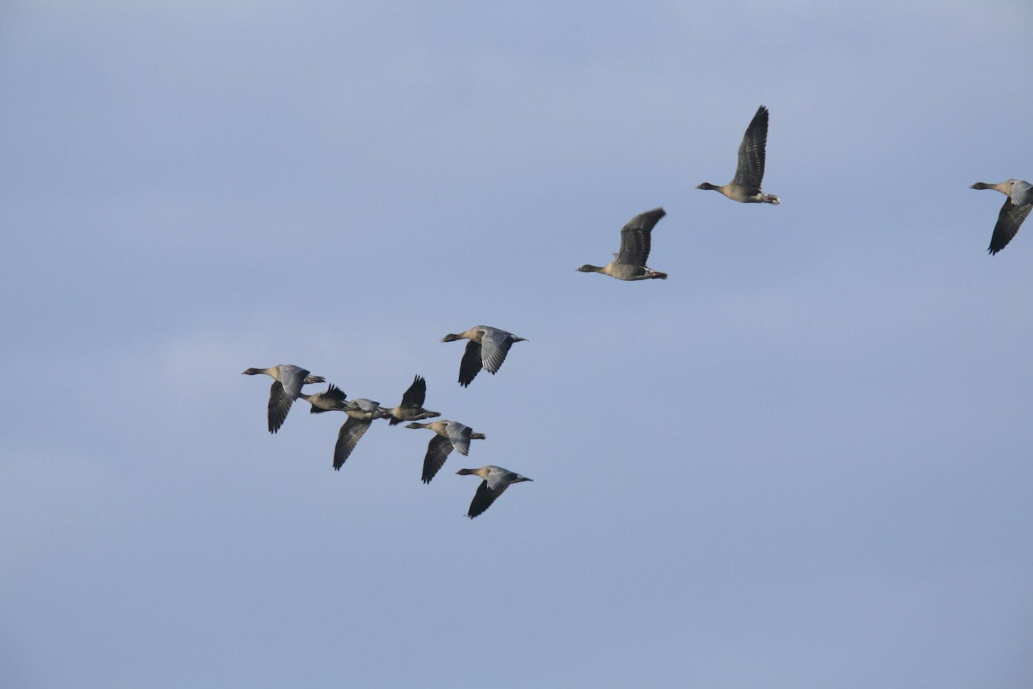 Amazing autumn bird migrations - Positive News - Positive News