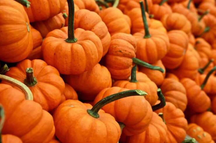 Image for ‘Cherish, don’t chuck your Halloween pumpkins’ urges charity