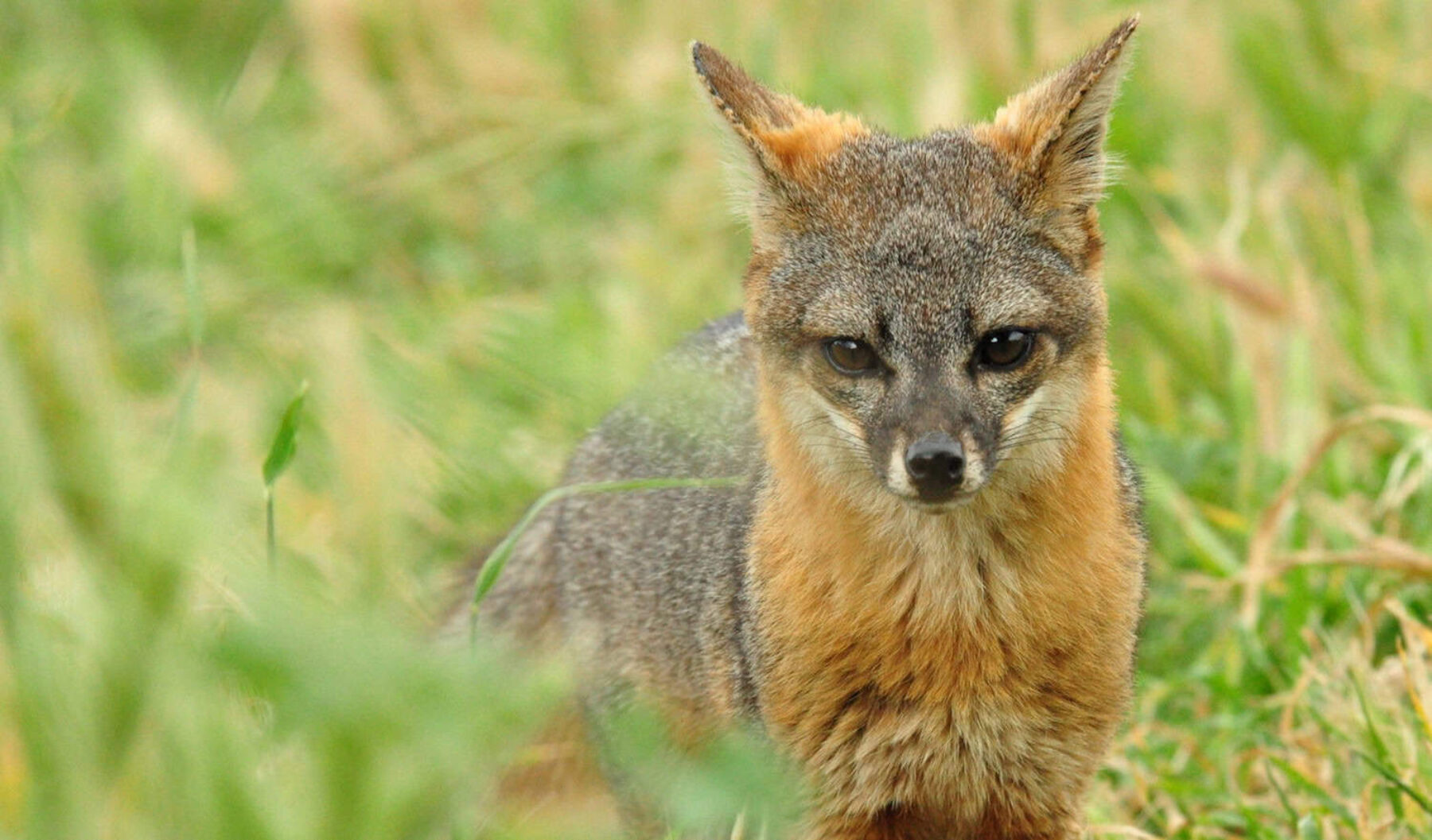 Image for Tiny endangered fox makes rapid recovery