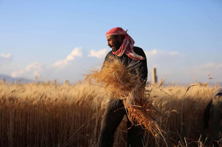 Image for Seed savers: how the US is looking to Syria for ancient wisdom in nature