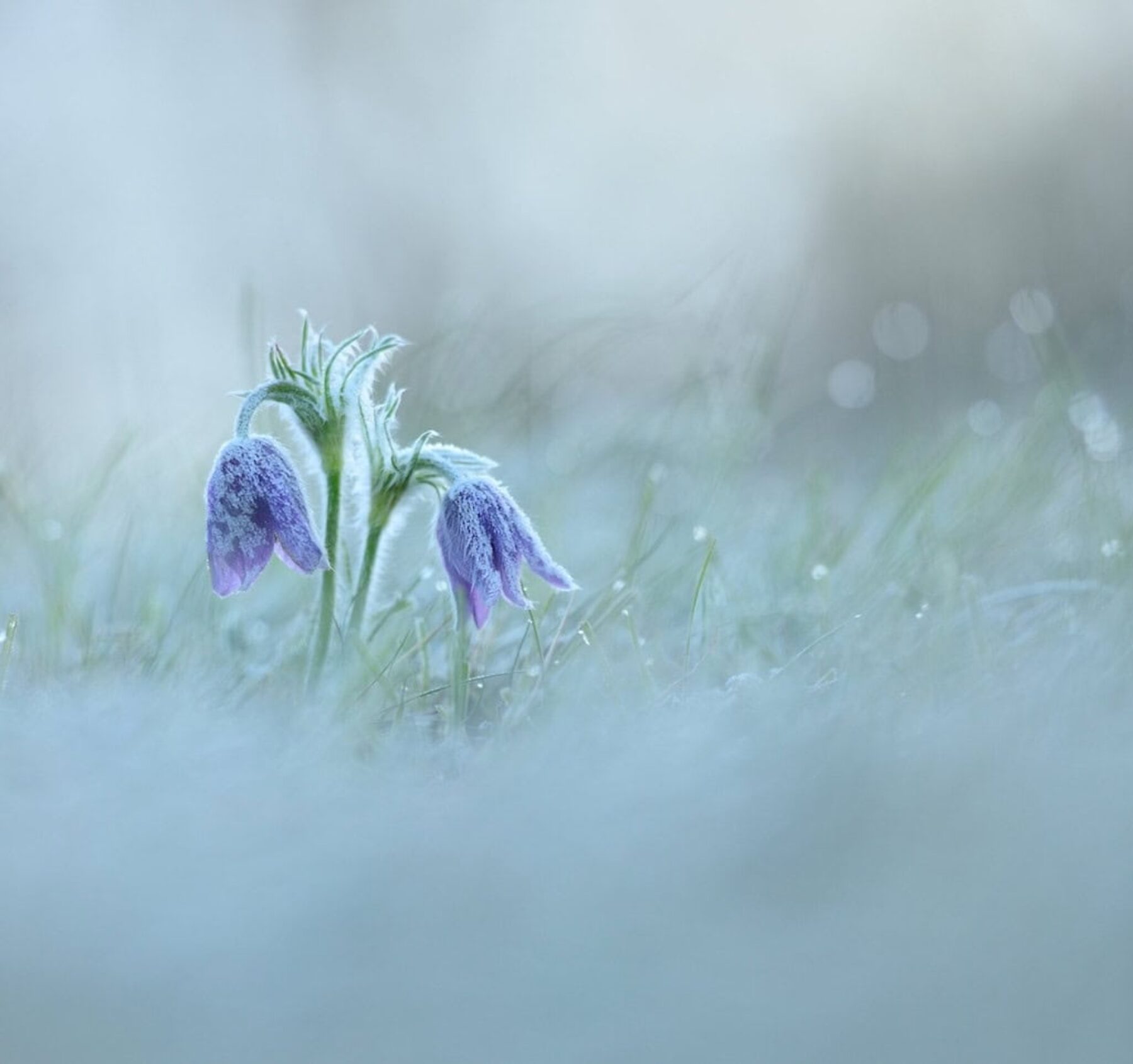 Image for ‘Let’s celebrate the magic of UK wildlife’ urges competition