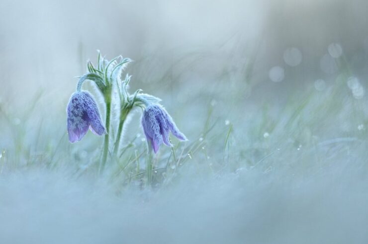 Image for ‘Let’s celebrate the magic of UK wildlife’ urges competition