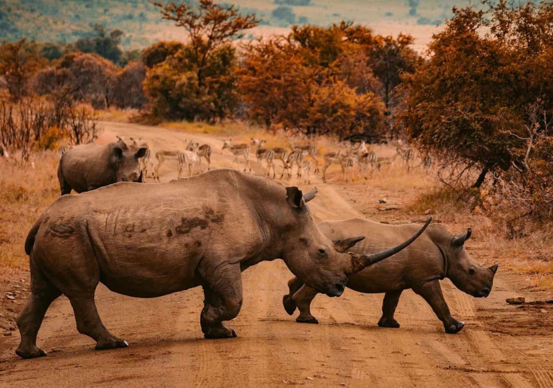Image for Rhino deaths decline in South Africa after anti-poaching efforts