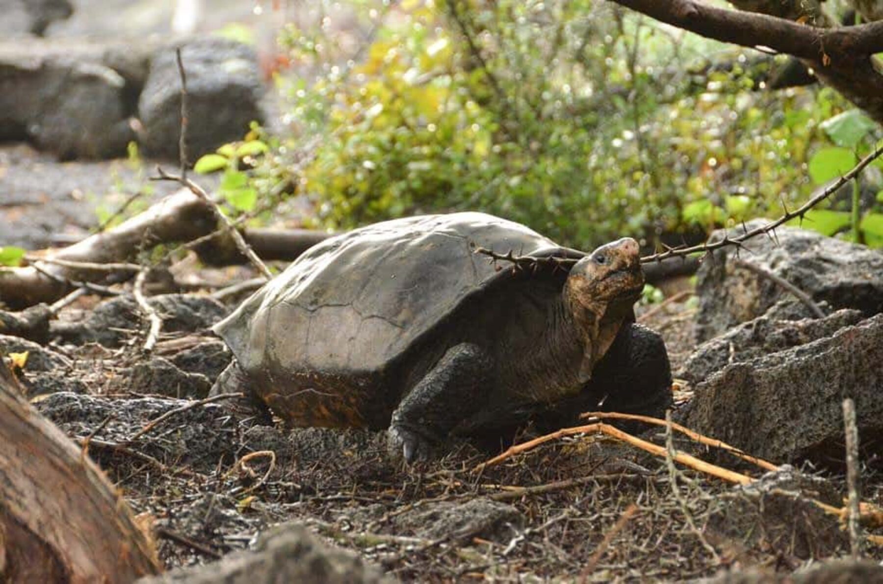 Image for Giant tortoise believed extinct for 100 years spotted in Galápagos