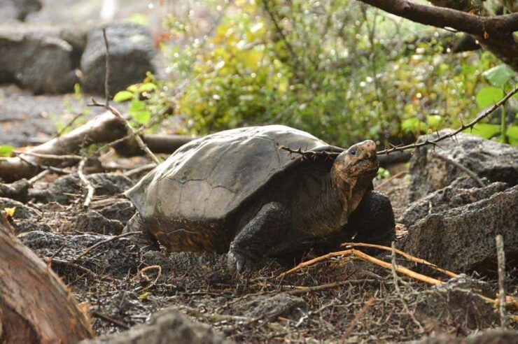 Image for Giant tortoise believed extinct for 100 years spotted in Galápagos