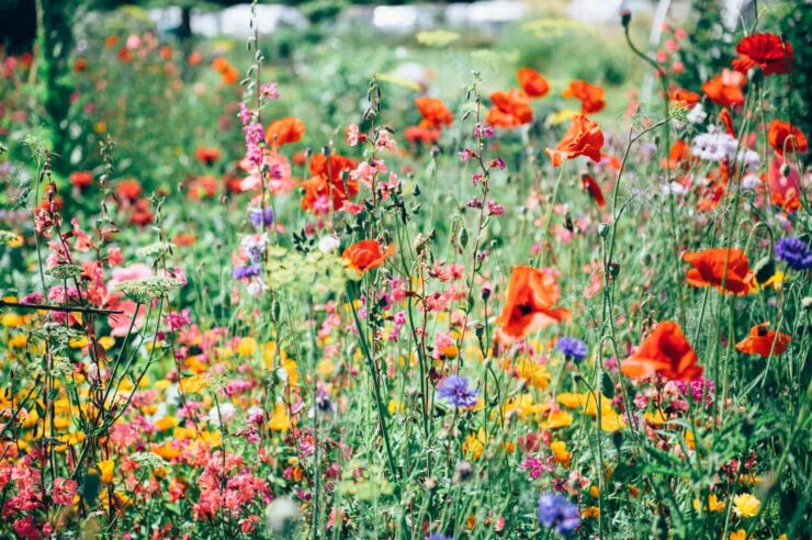 Image for Find a wildflower to love, suggests Valentine’s Day Twitter campaign