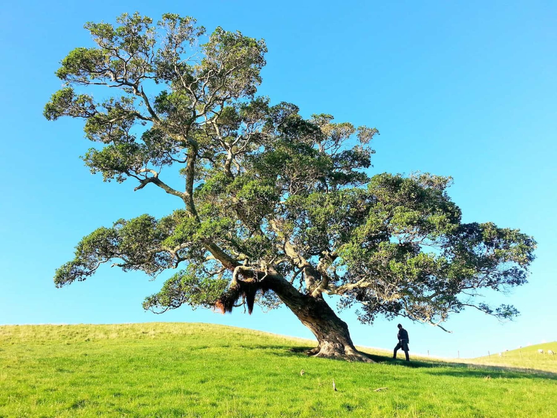 Image for Spare a thought for trees this Valentine’s Day, urges writing project