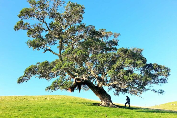 Image for Spare a thought for trees this Valentine’s Day, urges writing project