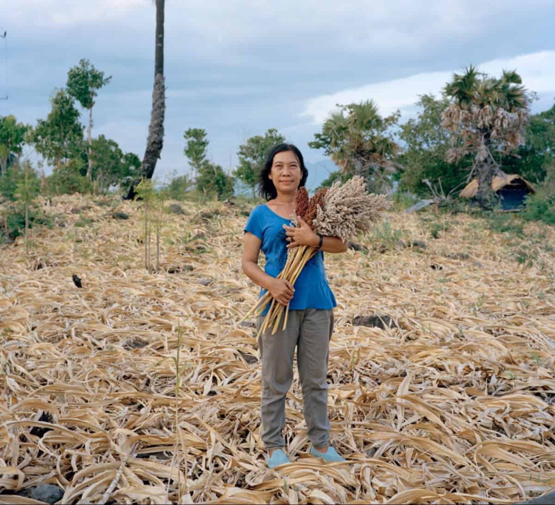 Image for Rediscovering native crops in Indonesia